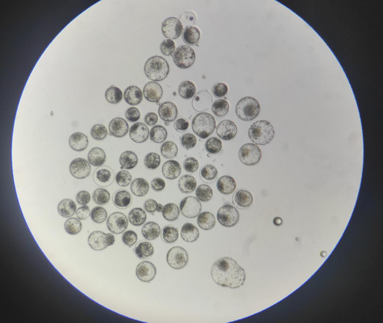 Proceso de laboratorio